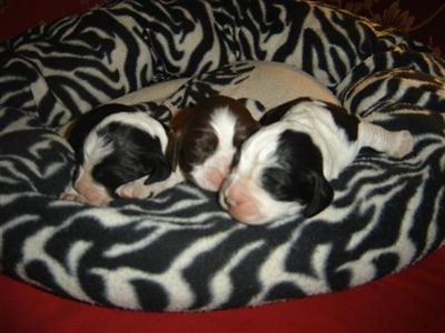 ENGLISH SPRINGER SPANIEL PUPS